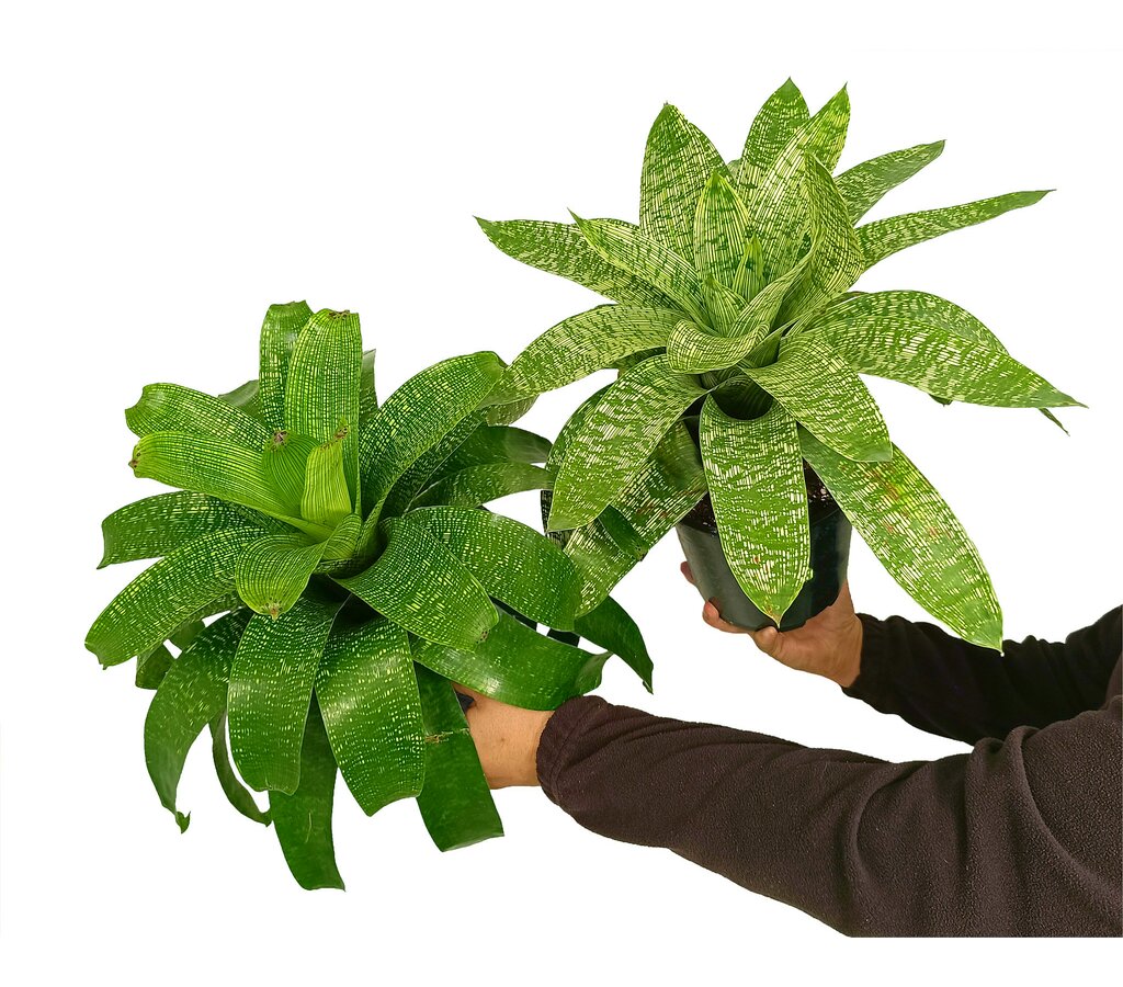 Bromelia Salvaje M19 35cm_0