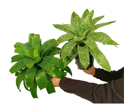 Bromelia Salvaje M19 35cm_0