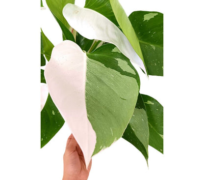 Philodendron White Princess Variegata M17_1