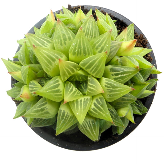 Haworthia Retusa F. Geraldii; Planta Suculenta Compacta; Curiosarium; Maceta 10,5 Cm_0