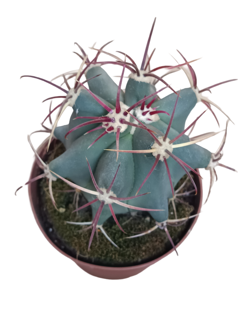 Ferocactus Emory Cactus Ø13 Planta Para Sol_0