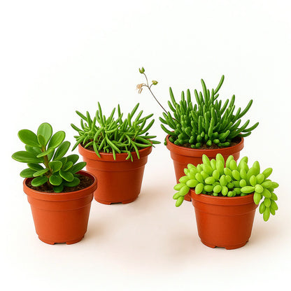 Suculentas Mix T15 (unidad)_3