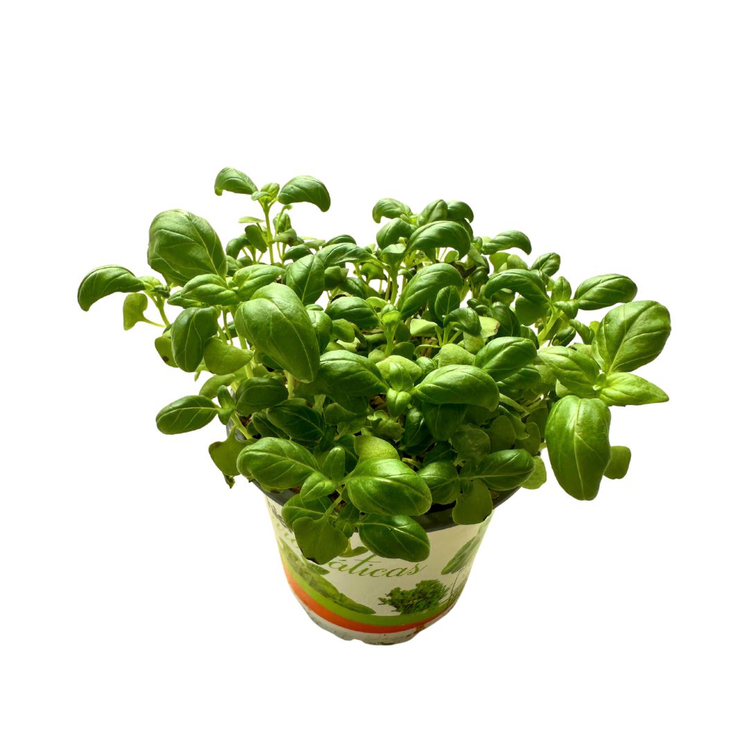 Albahaca Planta Aromática Y Medicinal (ocimum Basilicum)_0