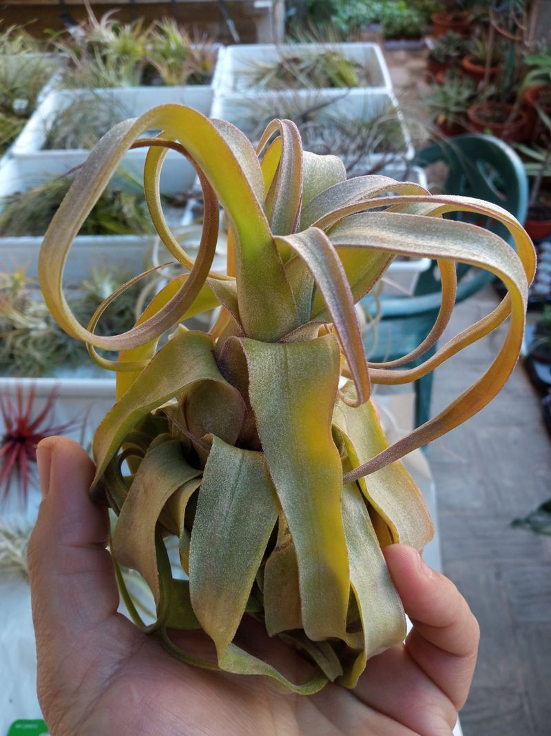 Tillandsia Streptophylla Impresionante Clavel Plan_0
