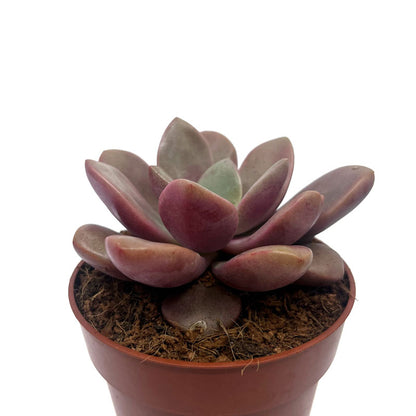 Graptoveria 'cumbre Vieja' Cactus Y Suculentas M8,5 cm Ø_0