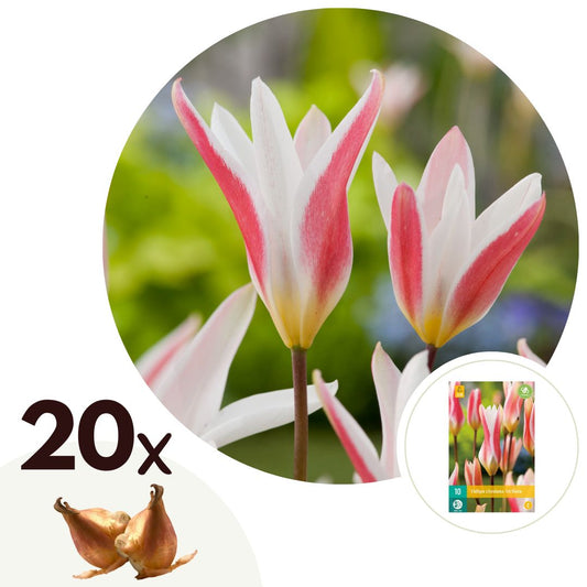 Bulbos De Tulipán - 20 Pzs - Tulipa 'clusiana Stellata' - Bulbos De Flores_0