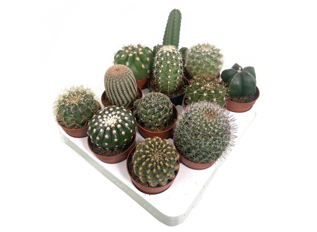 Cactus Variado M6 12 Unidades_0