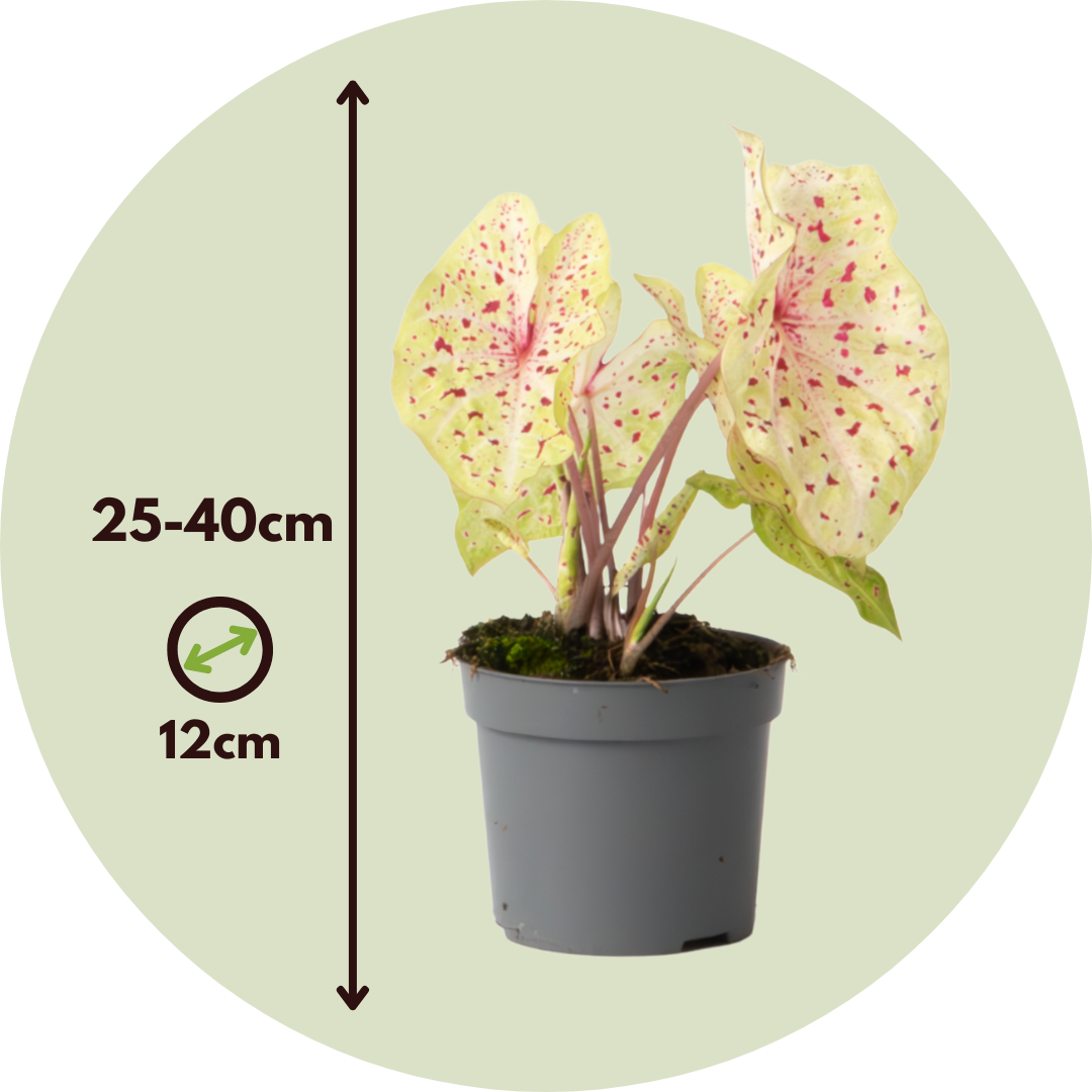 Caladio - 2 Piezas - Caladium 'miss Muffet' - Altura 25-40cm - ⌀12cm_2