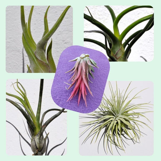 Lote 5 Plantas del Aire Selectas; plantas del aire, tillandsias, 5 ejemplares diferentes; Curiosarium; tamaños varios_0