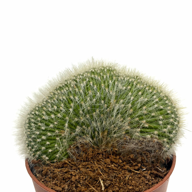 Cleistocactus Strausii Cristata Cactus Y Suculentas M8,5 cm Ø_0