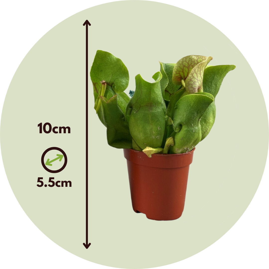 Planta Cobra Roja - 6 Pzs - Sarracenia Purpurea - Altura 15-20cm - ⌀55cm_2