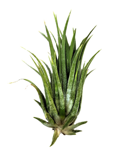 Tillandsia Ionantha Var. Rubra [m]; Planta Del Aire; Curiosarium; Altura 7-10 Cm_0