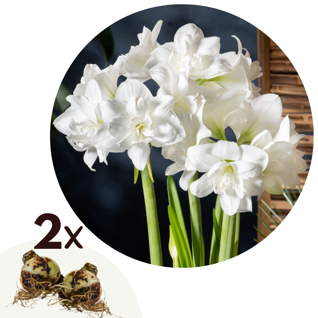 Amarilis - 2 Pzs - Hippeastrum - Bulbos De Flores - Blanco_0