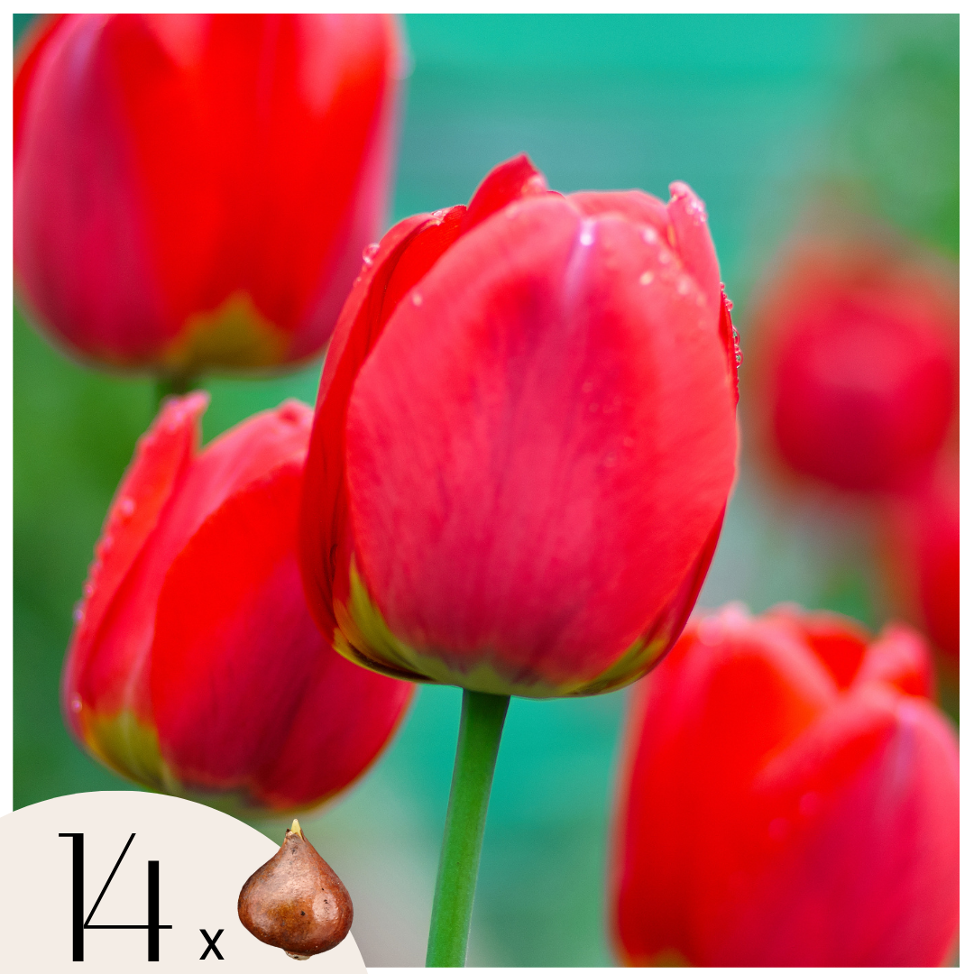 Bulbos De Tulipán - 14 Pzs - Tulipa 'red Impression' - Bulbos De Flores - Rojo_0