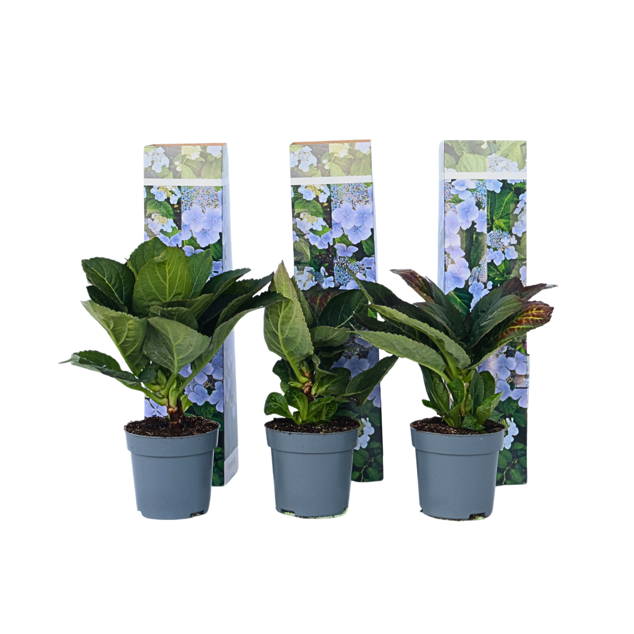 Hortensia - 3 Pzs - Hydrangea Macrophylla Teller 'nizza' - Altura 25-40cm - ⌀9cm_0