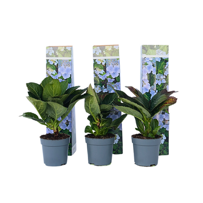 Hortensia - 3 Pzs - Hydrangea Macrophylla Teller 'nizza' - Altura 25-40cm - ⌀9cm_0