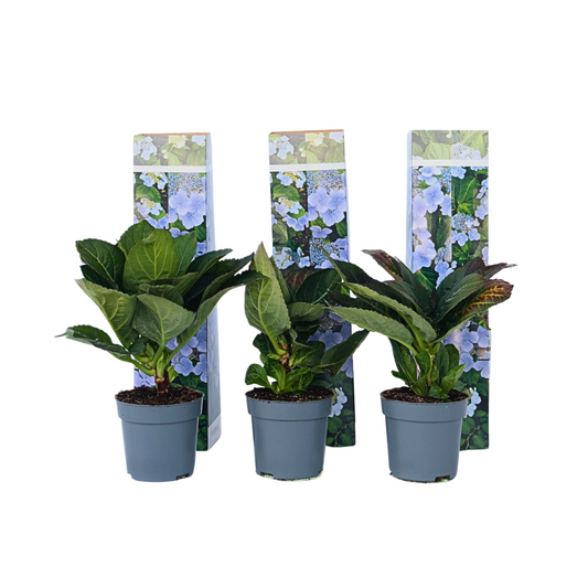 Hortensia - 3 Pzs - Hydrangea Macrophylla Teller 'nizza' - Altura 25-40cm - ⌀9cm_0