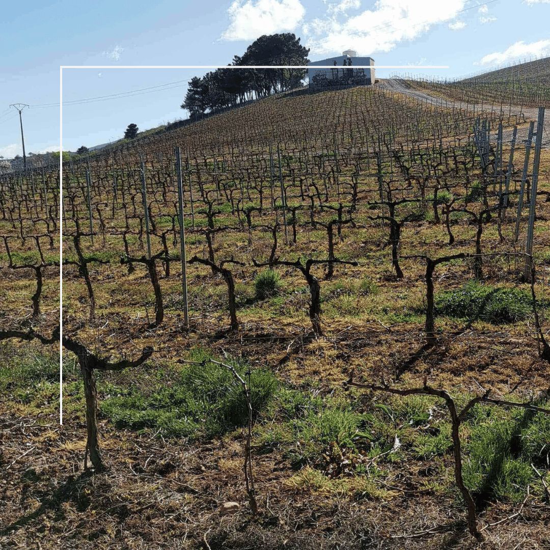 Heredad 26 - Vino Tinto - Mencía 2022_1