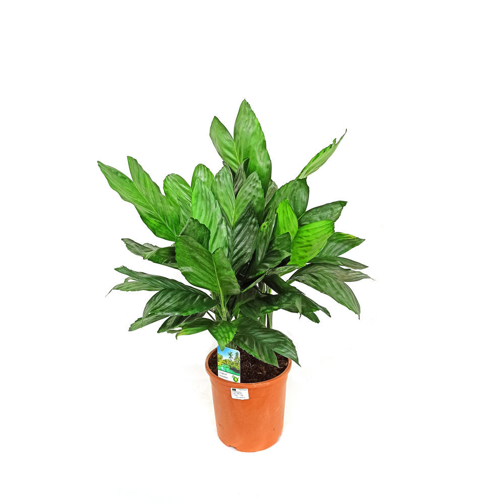 Chamaedorea Metálica M21 65cm_0