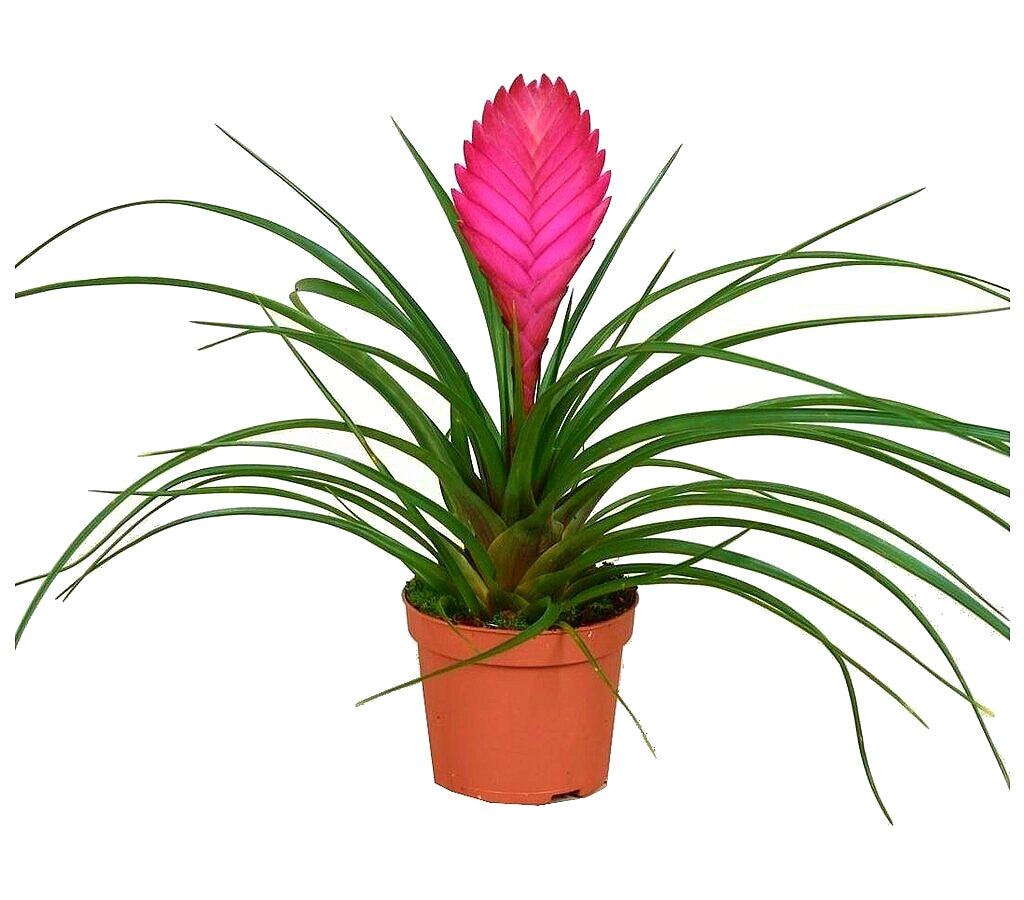 Tillandsia Cyanea M9_0
