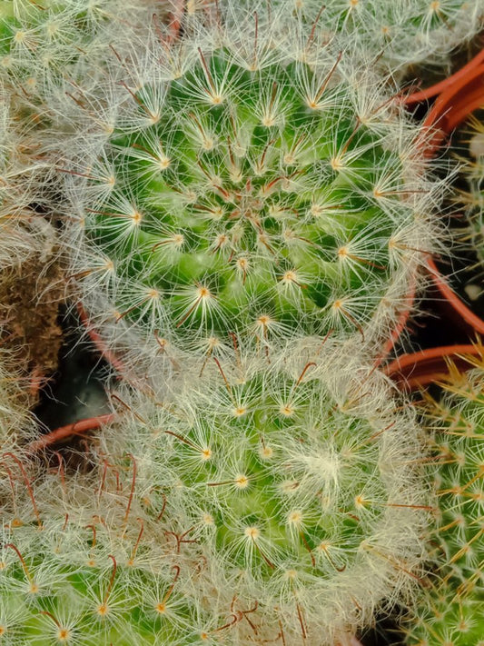 Suculentas Y Cactus Variedad #47 Planta Sin Id_0