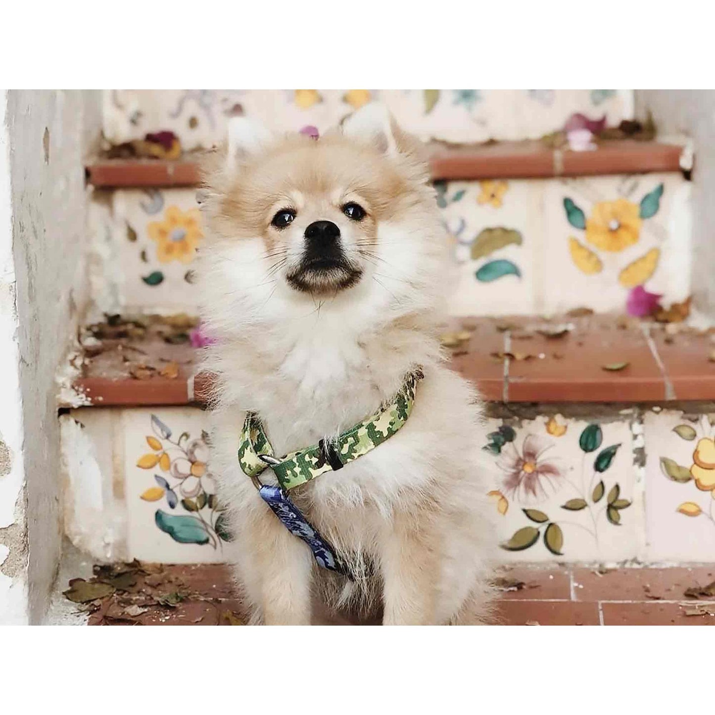 Peitoral para cães Dukier Classic CAMO