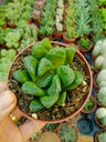 Haworthia Sp No Id Planta Suculenta 5 Cm