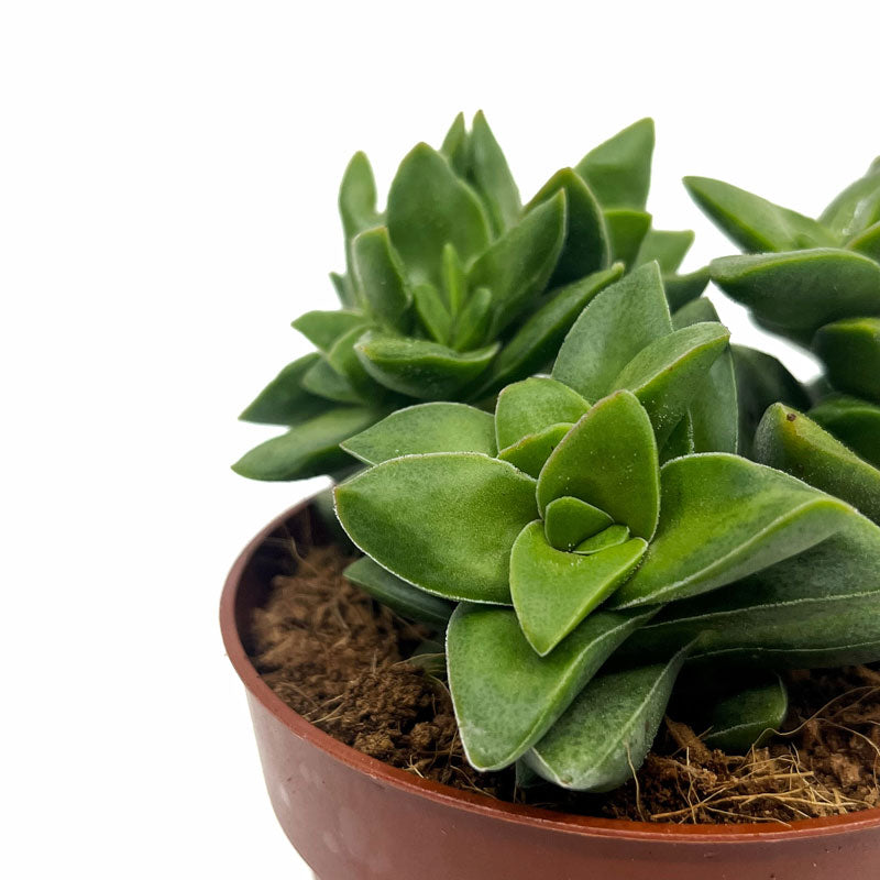 Crassula Springtime Cactus Y Suculentas M8,5 cm Ø_2