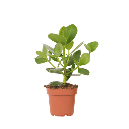 Copey Rosado - Clusia Rosea 'princess' - Altura 25-35cm - ⌀12cm_0