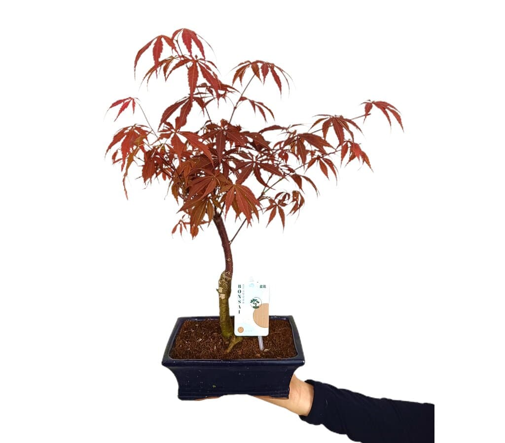 Bonsai Acer Palmatum Atroppurpureum 7 Años 35cm_1