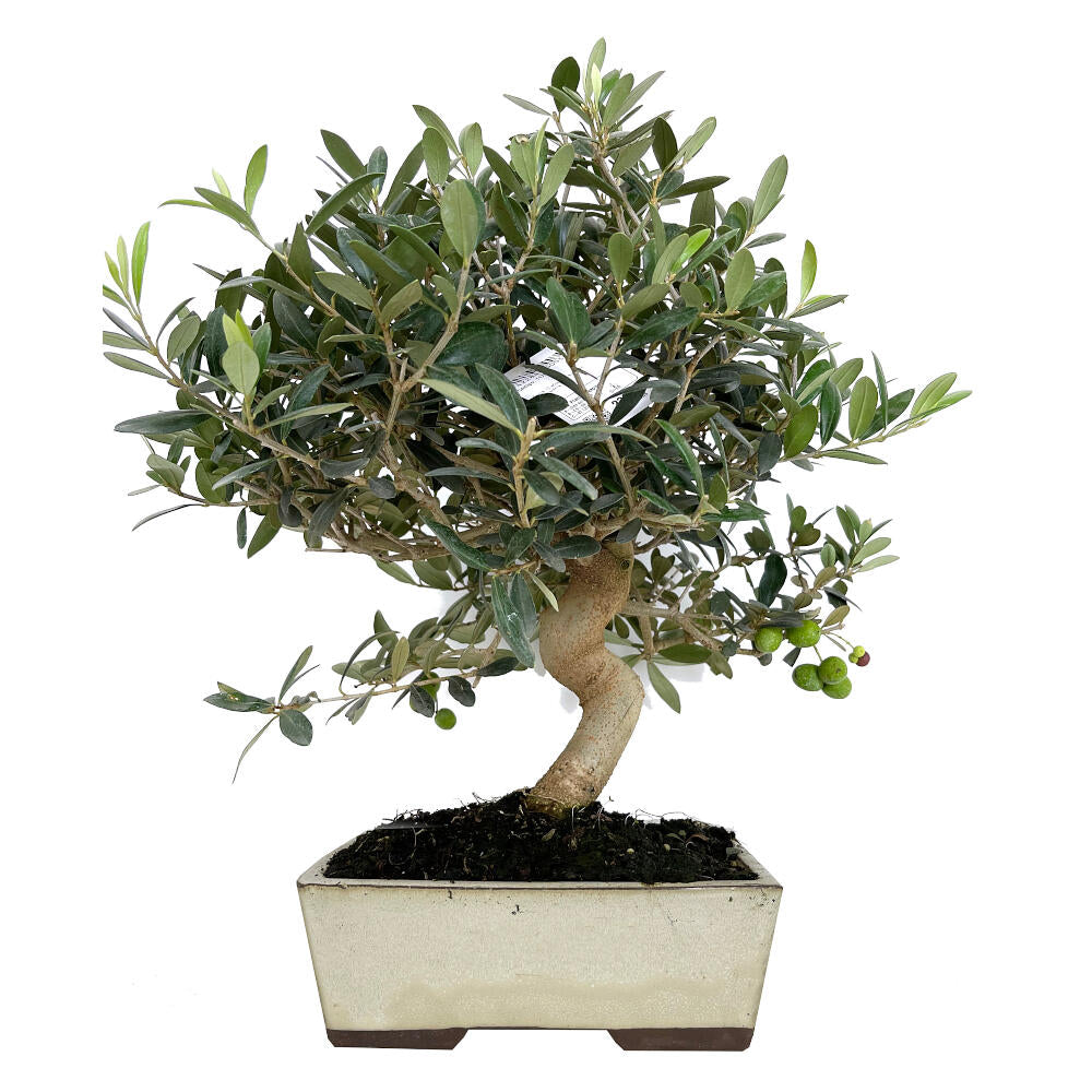 Bonsai Olivo 12 Años 45cm (olea Europea)_0