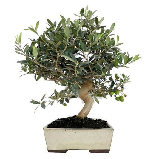 Bonsai Olivo 12 Años 45cm (olea Europea)_0