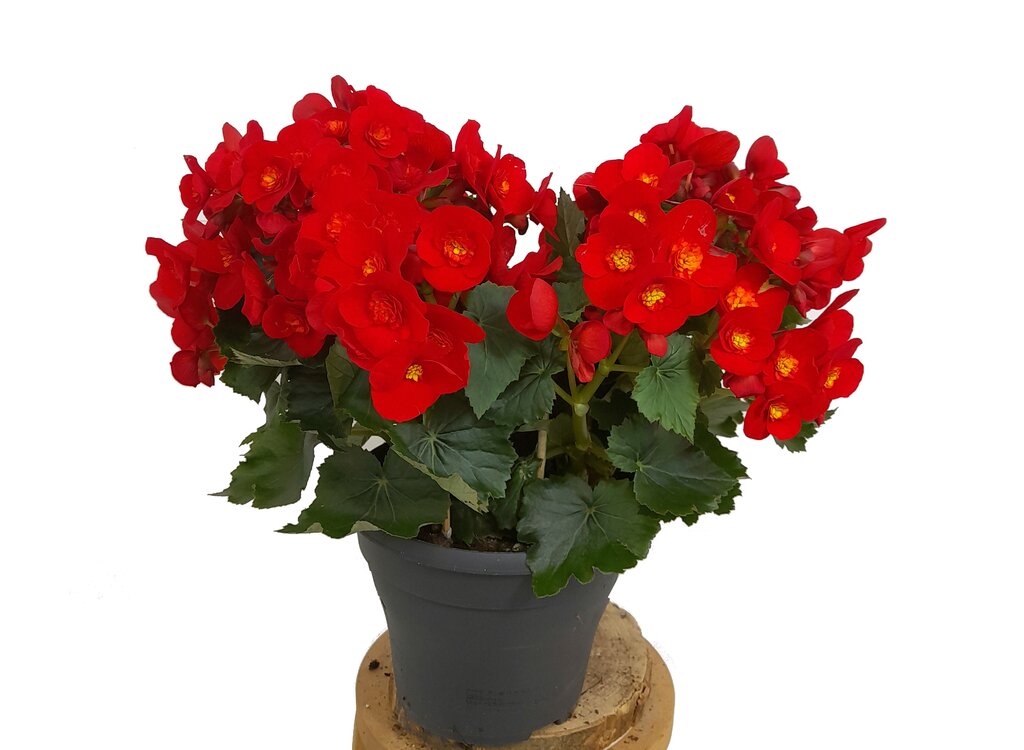 Begonia Eliator M19 35cm_0