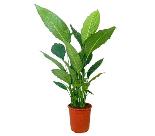 Spathiphyllum Sebastiano M24 80-90cm (cuna De Moisés)_0