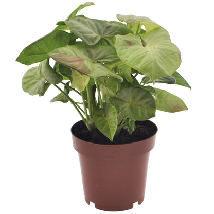 Singonio Confeti - Syngonium 'milk Confetti' - Altura 20-30cm - ⌀12cm_0