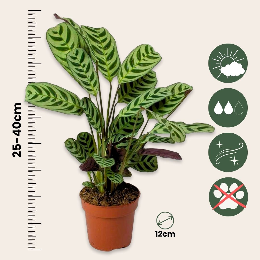 Mezcla Casera - 3 Pzs - Ctenanthe Philodendron Syngonium - A25-40cm - ⌀12cm_2