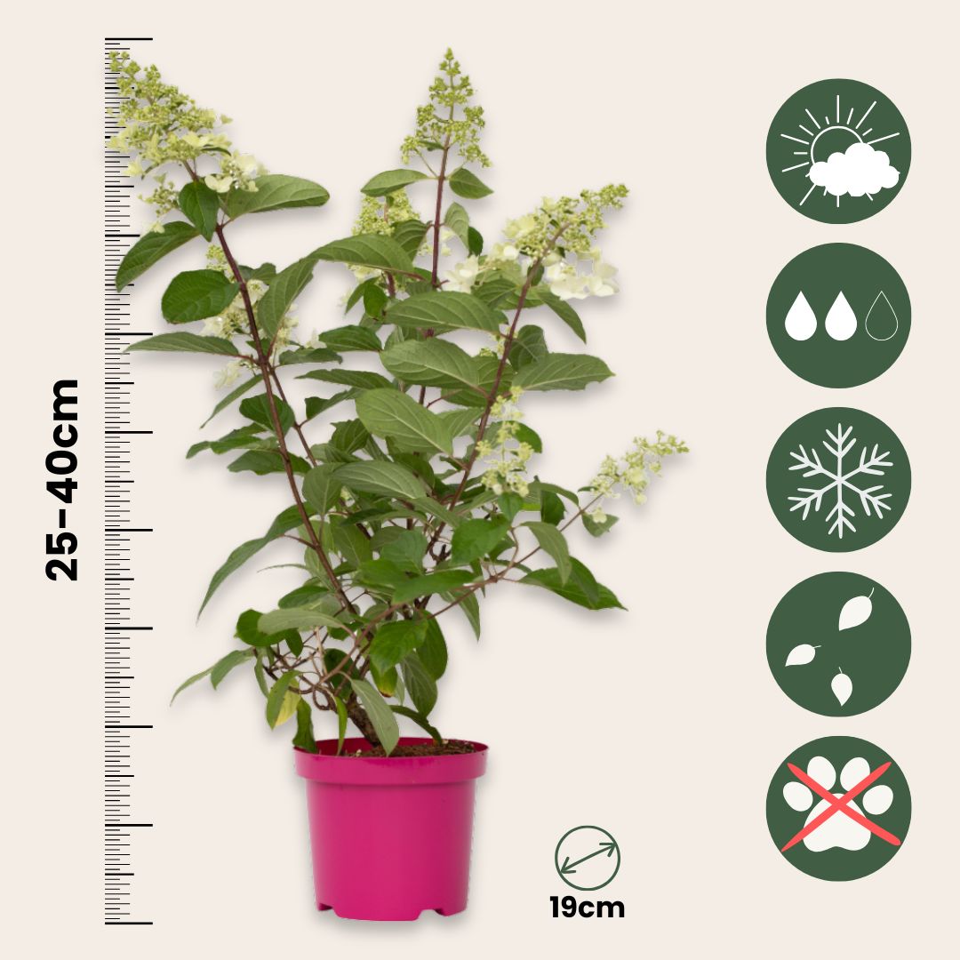 Hortensia - 4 Pzs - Hydrangea Paniculata 'pinky Winky' - Altura 25-40cm - ⌀19cm_2