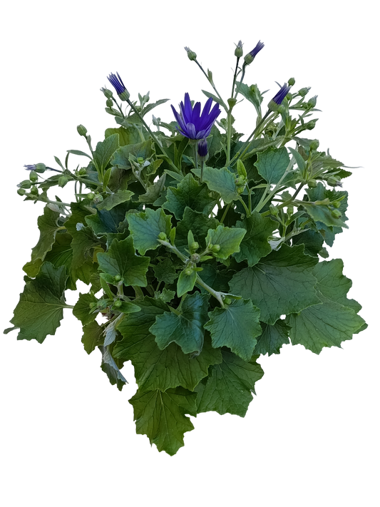 Cineraria Senetti Planta Natural Ø17 Flor Azul_0