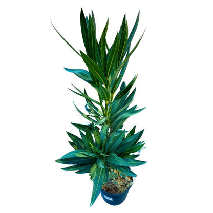 Adelfa Planta Ornamental De Jardín (nerium Oleander) Maceta 17cm_1