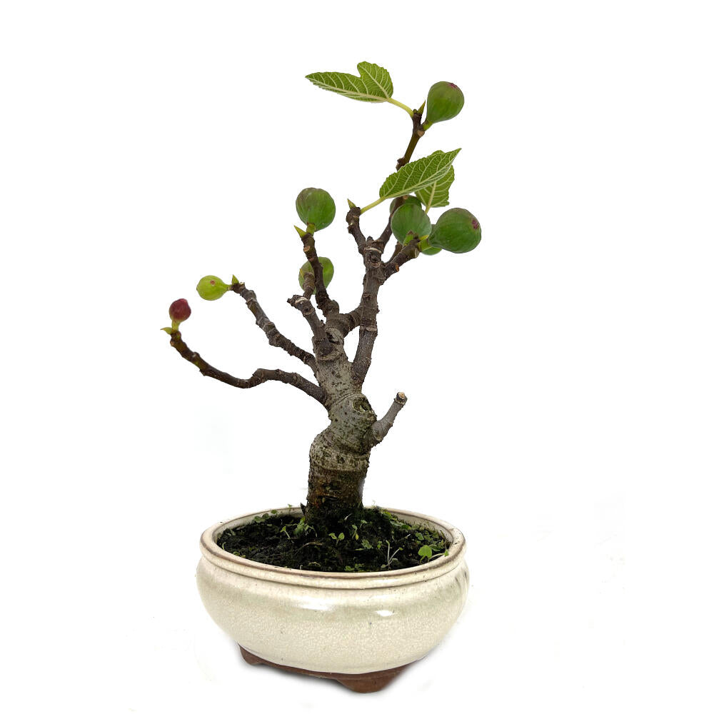 Bonsai Higuera 8 Años  30cm_0