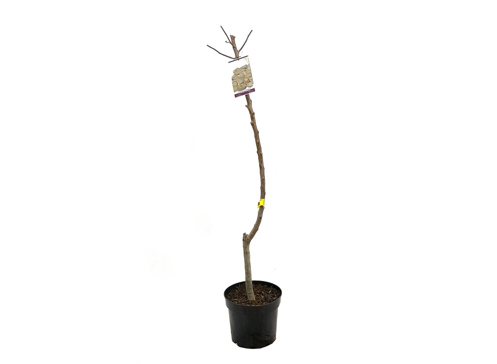 Almendro Mollar M25 100cm_0