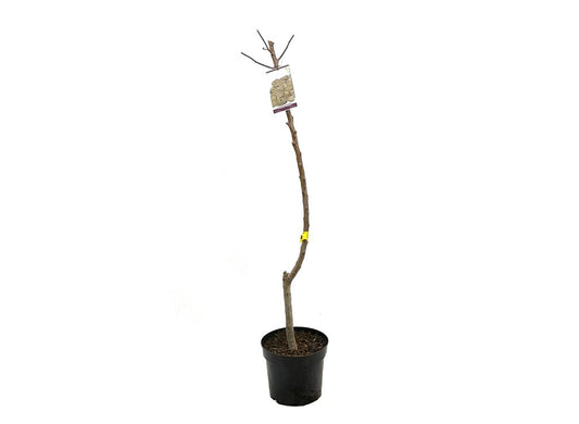 Almendro Mollar M25 100cm_0
