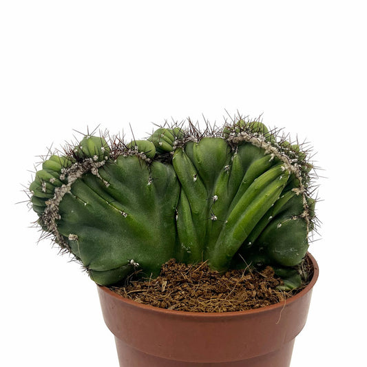 Cereus Peruvianus Monstruoso Crestata Cactus Y Suculentas M8,5 cm Ø_0