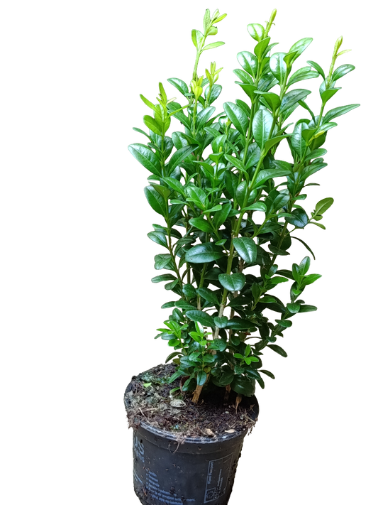 Buxus Arbusto Bola 1 Planta Joven Ø9cm Plantas Para Setos Y Decoración Exterior_0