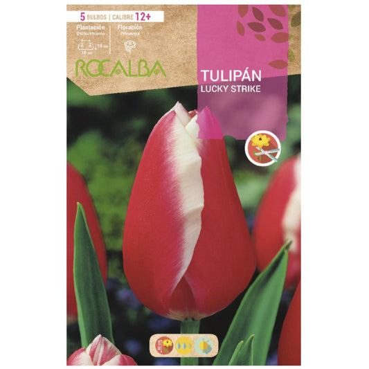 Bulbo tulipa vermelha Lucky Strike 5 peças Rocalba