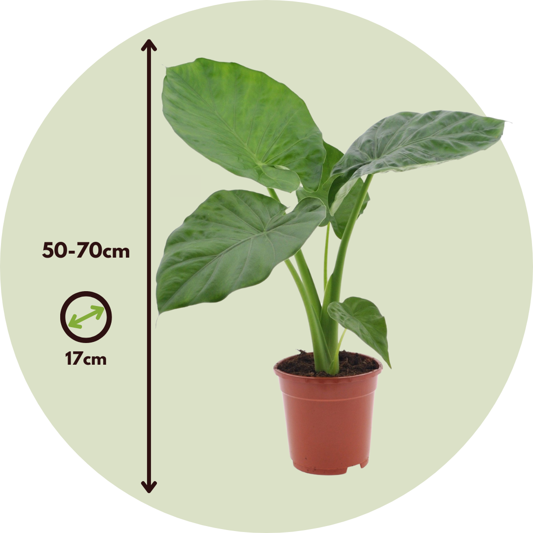 Mezcla Tropical - 3 Pzs - Dypsis Clusia Rosea Alocasia - A50-70cm - ⌀17cm_2
