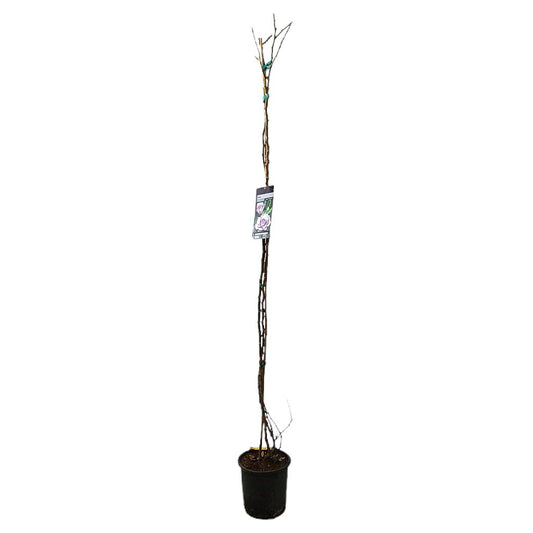 Rosal Trepador Lady X M20_0