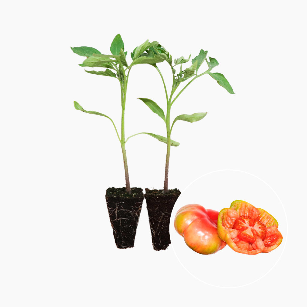 Plantón Tomate Rosa Montserrat 2 Unidades - PlantaBo_0