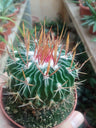 Stenocactus Multicostatus (5 Cm)
