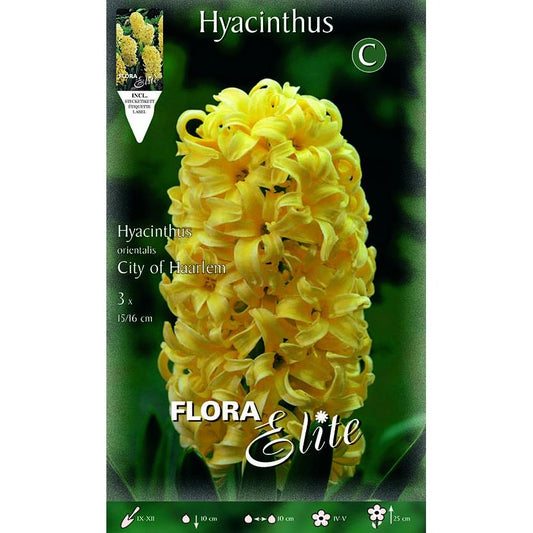 Bolbos Elite Yellow Jacinto 3 peças